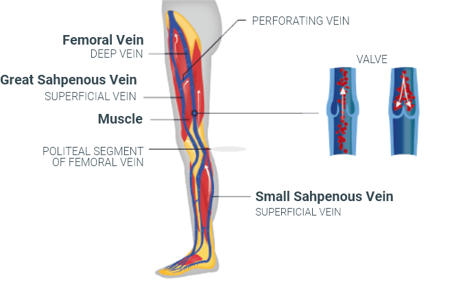 Veins Anatomy 1